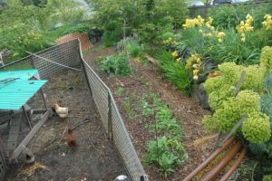 Coop and Veggie Bed