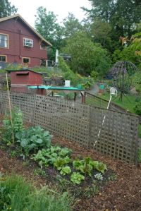 Early Spring Veggies