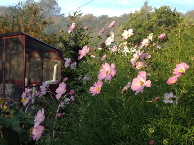 Cosmos and the chicken food hut.